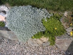 Portofoliu Casrom Garden